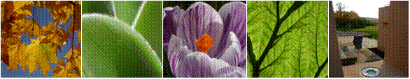 Pictures of Flowers Leaves & one of our garden designs